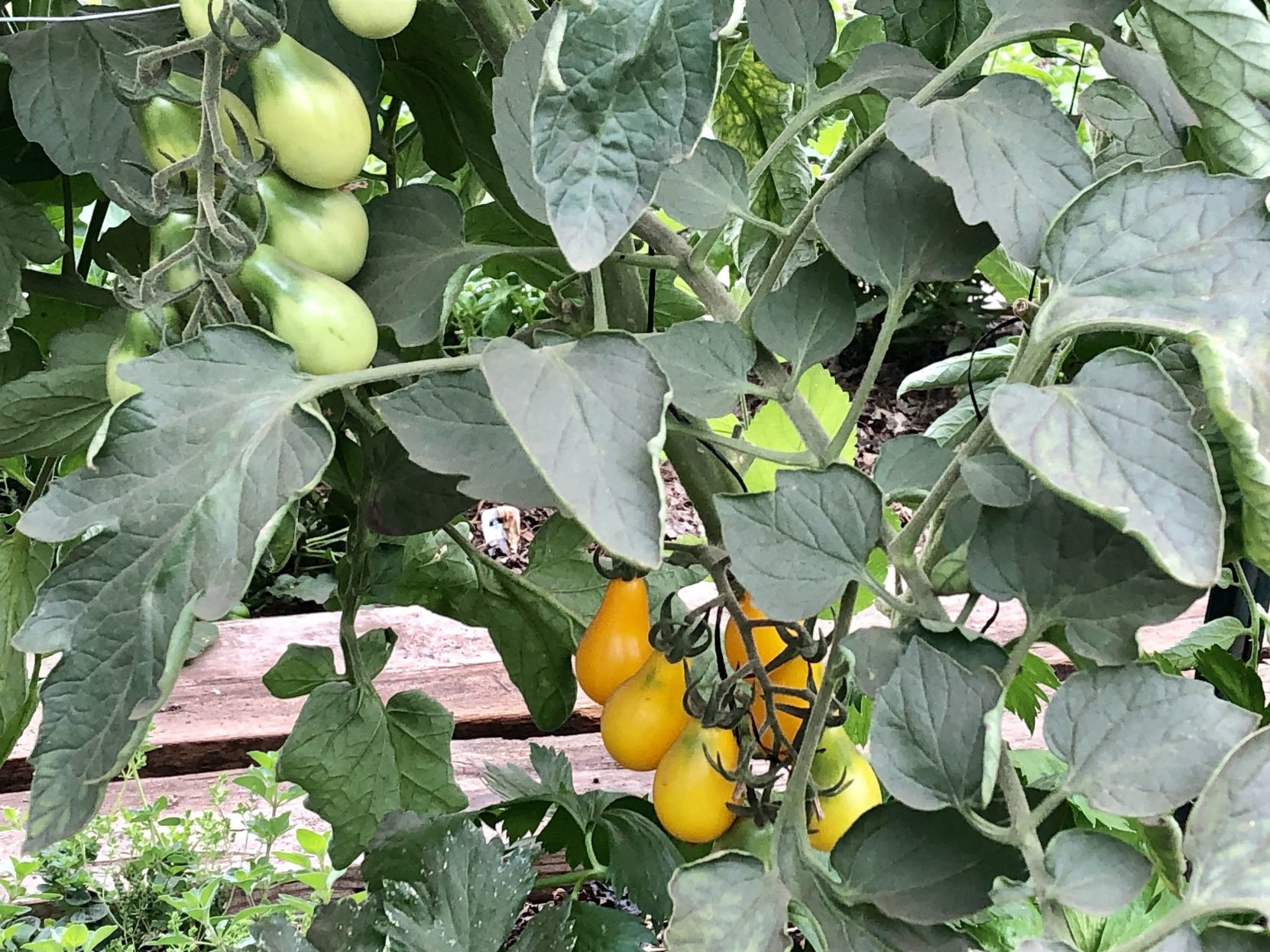 Hillview Urban Agriculture Hoop House 1